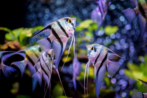 Angelfish social hierarchy work