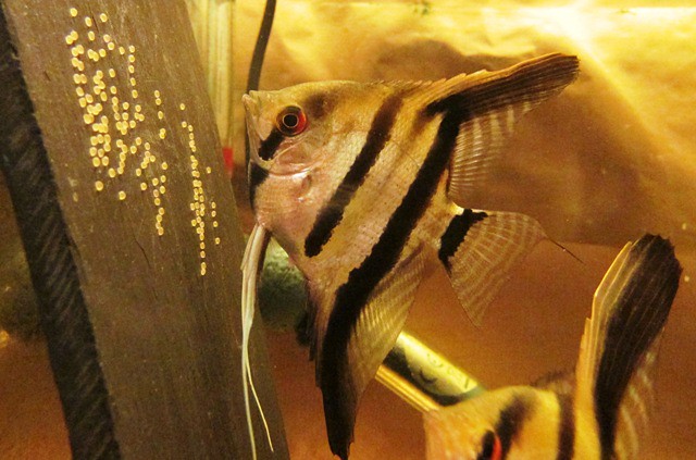 How often do angelfish lay eggs?