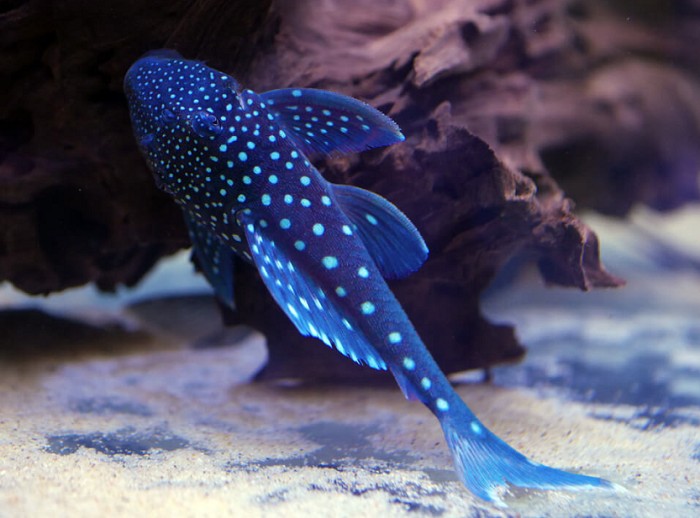 The Blue Phantom Pleco