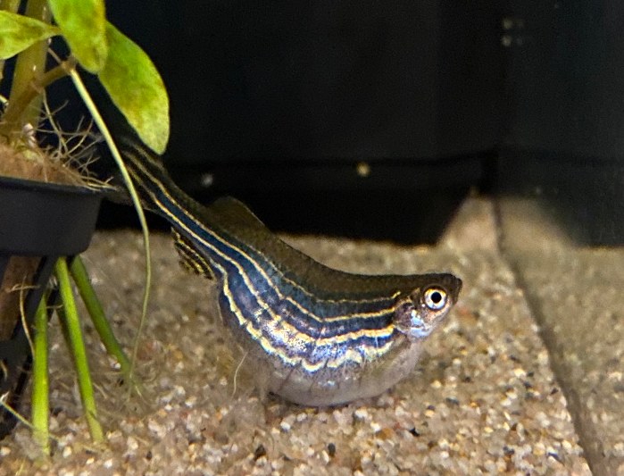 Zebra Danios