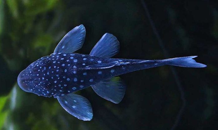 Introducing and choosing your blue phantom pleco