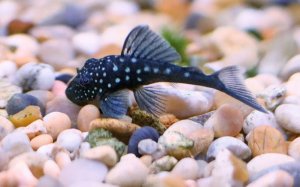 Read more about the article Blue Phantom Pleco Care Guide <span class="wtr-time-wrap after-title">7 mins read</span>