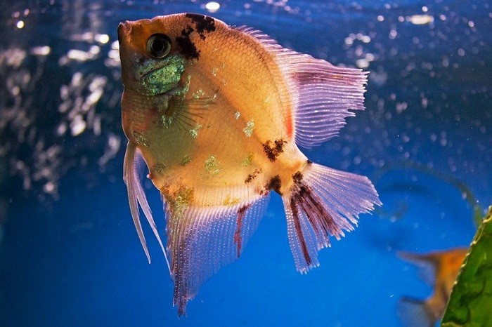 Female Angelfish