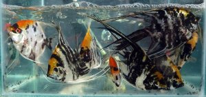 Read more about the article How Many Angelfish In A 55-Gallon Tank?<span class="wtr-time-wrap after-title">7 mins read</span>