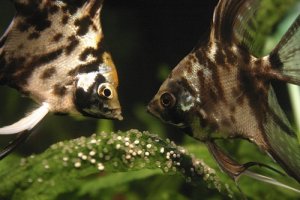 Read more about the article How Long Does It Take For Angelfish Eggs To Hatch?<span class="wtr-time-wrap after-title">7 mins read</span>