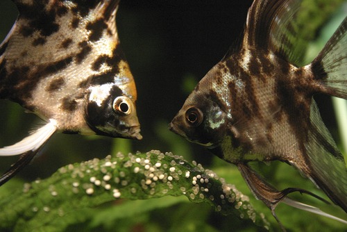 Read more about the article How Long Does It Take For Angelfish Eggs To Hatch?