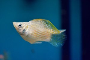 Do Molly Fish die after giving birth?