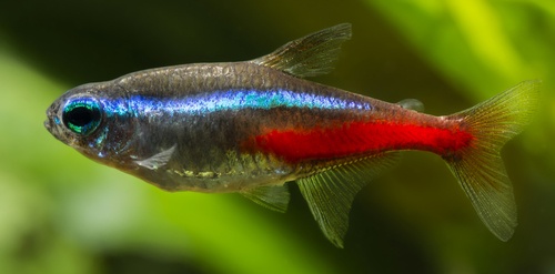 Common types of neon tetra disease and parasites