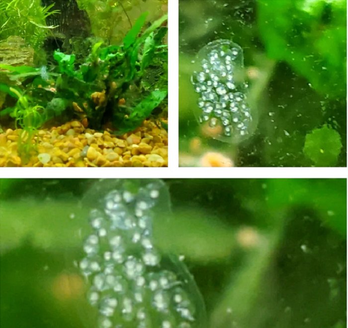 What do zebra danio eggs look like?