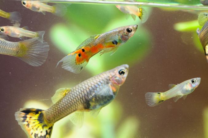 What fish give live birth?