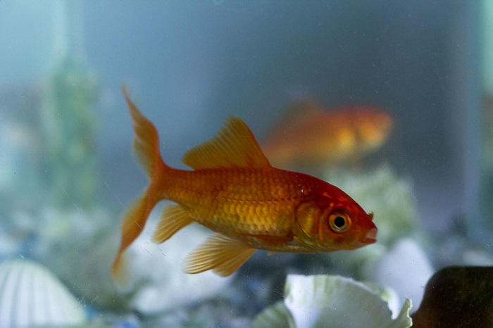 small Goldfish