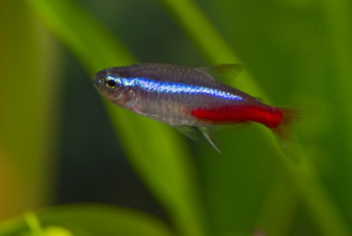 Common confusions with neon tetra pregnancy