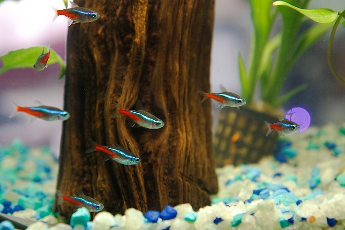 Prevent Neon Tetra Disease