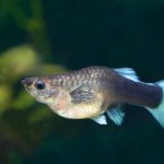 5 Recommended Fish That Give Live Birth