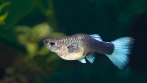 Read more about the article 5 Recommended Fish That Give Live Birth<span class="wtr-time-wrap after-title">7 mins read</span>