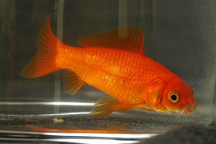 Goldfish species information